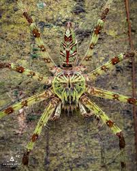 Attēlu rezultāti vaicājumam “Sparassidae”