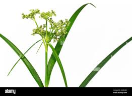Attēlu rezultāti vaicājumam “Scirpus sylvaticus”