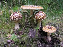 Attēlu rezultāti vaicājumam “Amanita regalis”