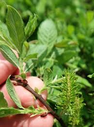 Attēlu rezultāti vaicājumam “Salix aurita leaf”