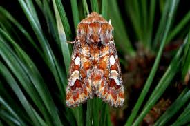 Attēlu rezultāti vaicājumam “Panolis flammea”