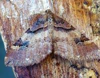 Attēlu rezultāti vaicājumam “Earophila badiata”