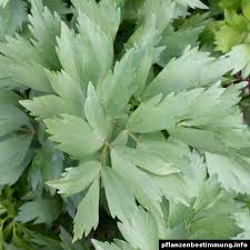 Image result for Liebstöckel