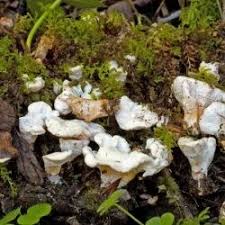 Attēlu rezultāti vaicājumam “Sistotrema confluens”