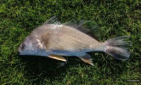 Image result for Aplodinotus grunniens