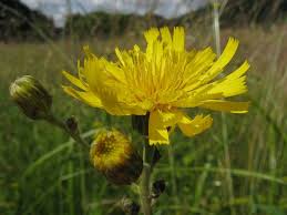 Attēlu rezultāti vaicājumam “Hieracium laevigatum”
