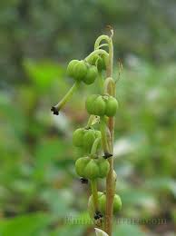 Attēlu rezultāti vaicājumam “Orthilia secunda bud”