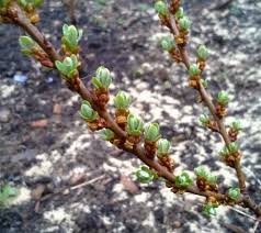 Attēlu rezultāti vaicājumam “Hippophae rhamnoides male flower”