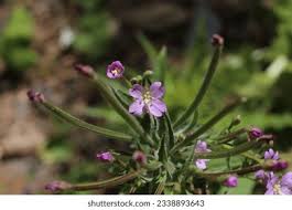Attēlu rezultāti vaicājumam “Epilobium parviflorum”
