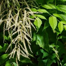 Image result for Aruncus dioicus