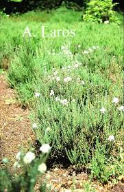 Attēlu rezultāti vaicājumam “Erica tetralix leaf”