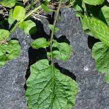 Attēlu rezultāti vaicājumam “Lapsana communis”