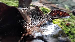 Attēlu rezultāti vaicājumam “Physarum leucophaeum stalked”