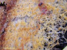 Attēlu rezultāti vaicājumam “Fuligo septica cf. rufa plasmodium”