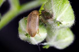 Attēlu rezultāti vaicājumam “Byturus tomentosus”