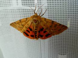 Attēlu rezultāti vaicājumam “Rhyparia purpurata”