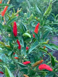 Afbeeldingsresultaat voor thai bird pepper hot pepper