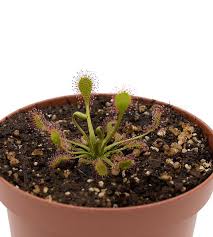 Attēlu rezultāti vaicājumam “Drosera x obovata”