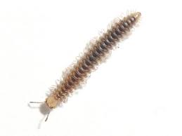 Attēlu rezultāti vaicājumam “Craspedosoma rawlinsi”