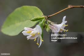 Attēlu rezultāti vaicājumam “Lonicera xylosteum flower”