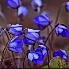 Attēlu rezultāti vaicājumam “Hepatica nobilis bud”