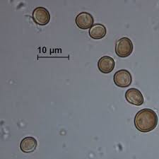Attēlu rezultāti vaicājumam “Phleogena faginea young”