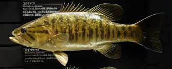 Image result for Micropterus dolomieu