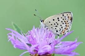 Attēlu rezultāti vaicājumam “Lycaena tityrus”