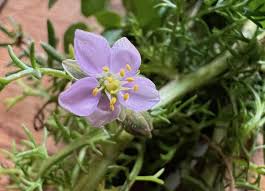 Attēlu rezultāti vaicājumam “Spergularia rubra”