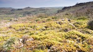 Attēlu rezultāti vaicājumam “Sphagnum”