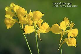 Image result for Utricularia