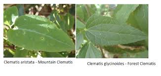 Attēlu rezultāti vaicājumam “Clematis leaf”