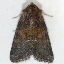 Attēlu rezultāti vaicājumam “Oligia sp.”