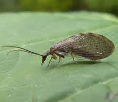 Attēlu rezultāti vaicājumam “Hemerobiidae”