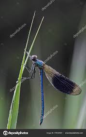 Attēlu rezultāti vaicājumam “Calopteryx virgo male”