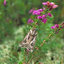 Attēlu rezultāti vaicājumam “Agrotis vestigialis”