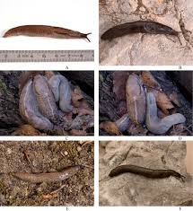 Attēlu rezultāti vaicājumam “Krynickillus melanocephalus”