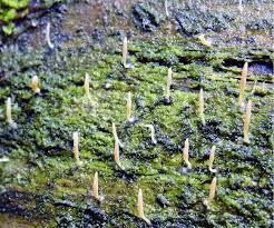 Attēlu rezultāti vaicājumam “Multiclavula mucida”