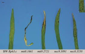 Image result for Leaves Green Bowmen