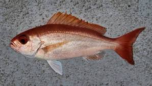 Image result for Rhomboplites aurorubens