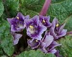 <b>Mandragora</b> officinarum