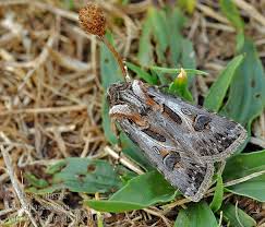 Attēlu rezultāti vaicājumam “Agrotis vestigialis”