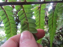 Image result for Diplodus helenae