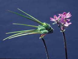 Attēlu rezultāti vaicājumam “Cribraria violacea stalked”