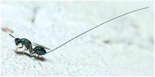 Attēlu rezultāti vaicājumam “Torymidae”