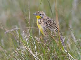 Attēlu rezultāti vaicājumam “Lycogala convexum macro”