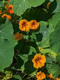 Image result for Tropaeolum majus