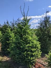 Attēlu rezultāti vaicājumam “Pseudotsuga menziesii var. glauca”