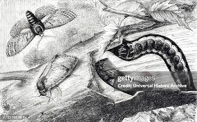 Attēlu rezultāti vaicājumam “Cossus cossus”