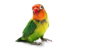 Image result for vogel